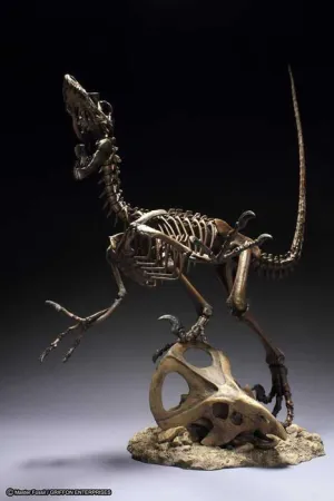 VELOCIRAPTOR ESTATUA PVC 41 CM MASTER FOSSIL SKELETON MODEL SERIES         